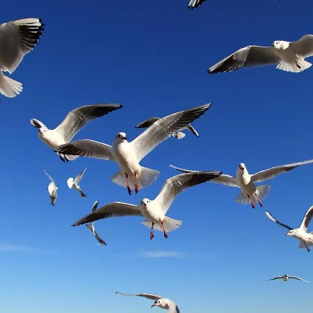 Apartamento Appartementhaus Moewe Haus Moewe - 5 